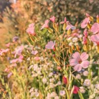 Seiffen Sommer Erzgebirge