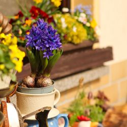 Seiffen Ferienwohnung Pension