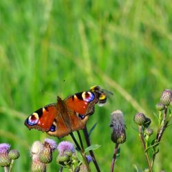 Seiffen Erzgebirge Urlaub