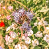 Seiffen Sommer Erzgebirge